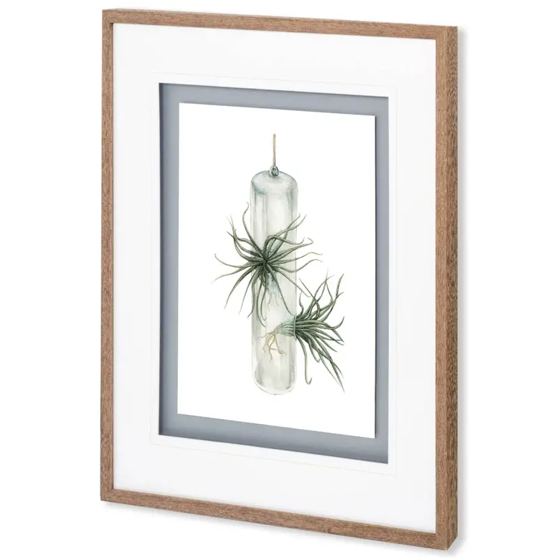 Air Plant 5 – Contemporary Matted & Glass-Framed Print By Brenna Harvey 1