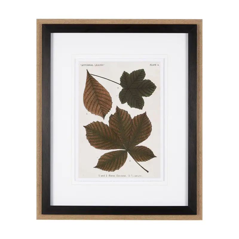 Autumnal Leaves Iii: Timeless Framed Art Print Featuring Matting And Glass By Vision Studio 1