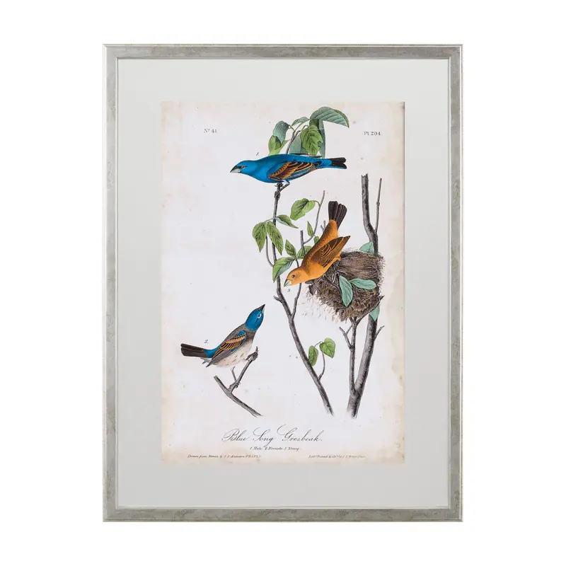 Blue Song Grosbeak Framed Art Print After Audubon – Matted & Glass-Protected 1