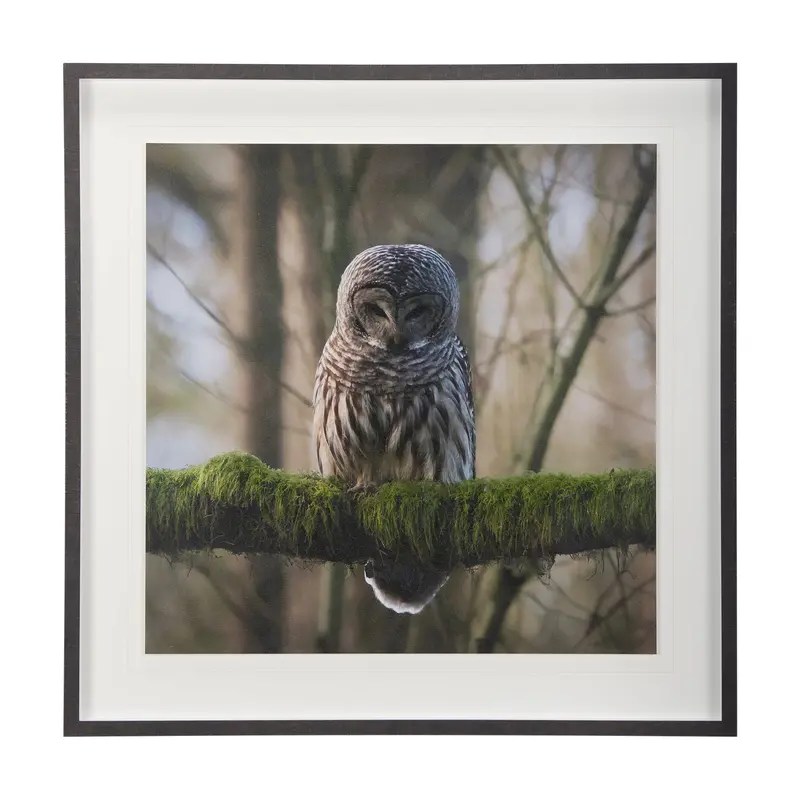 Chad Mackay Forest Owl: Framed Photo Art Print With Hand-Applied Texture And Glass Matting 1