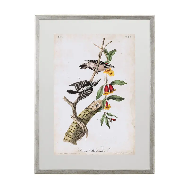'Downy Woodpecker' Classic Ornithological Art Print By John James Audubon – Framed & Matted Under Glass 1