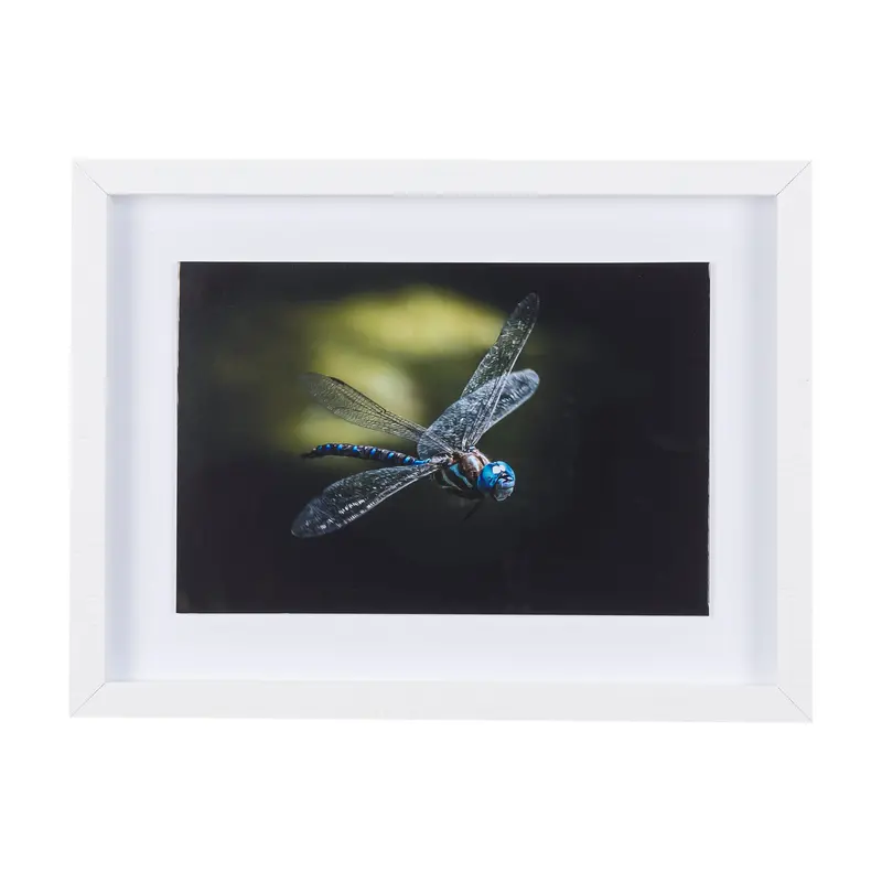 'Dragon Fly' Framed Photo Art Print By Mercana Studio – Matted Under Glass 1