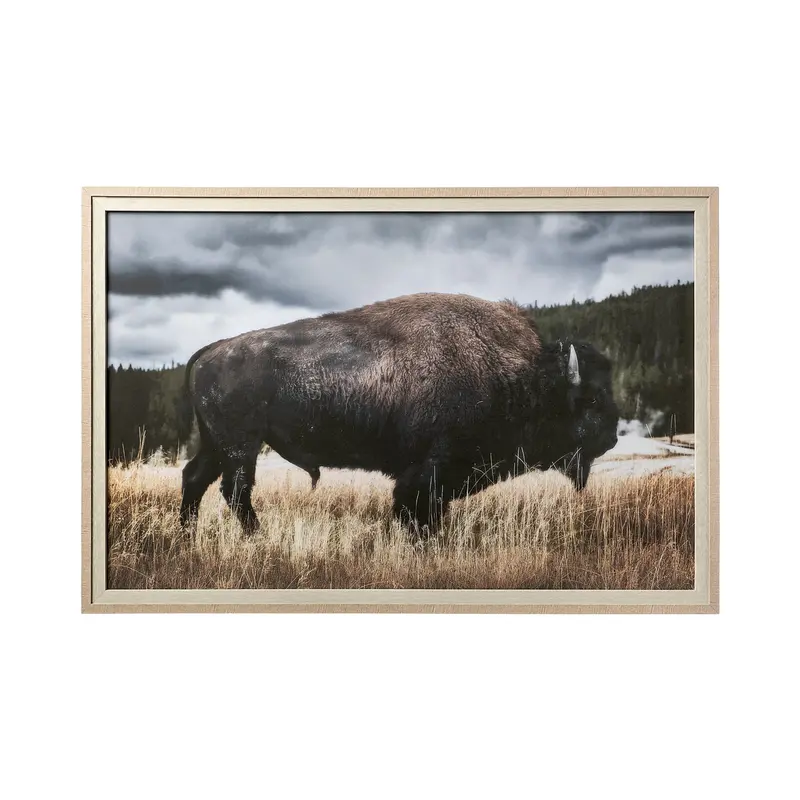 Yellowstone Bison Photography Art Print – Dunker Framed Wall Decor, Matted & Glass-Protected 1